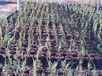 Cupressus Leylandii in coltivazione