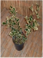 Pianta Ilex Aquifolium (Agrifoglio)